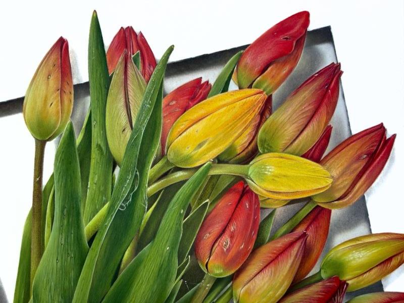 "A bunch of garden tulips". Botanical name: Tulipa x gesneriana (L.)