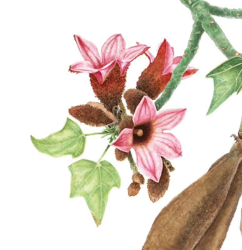 Brachychiton discolor (White Kurrajong)