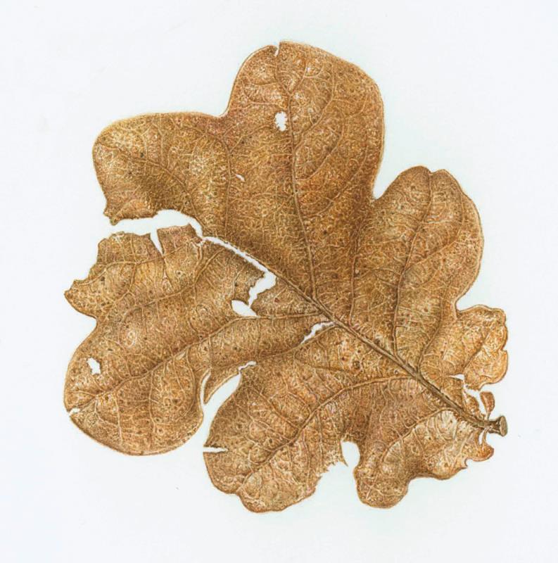 New Forest Oak Leaf