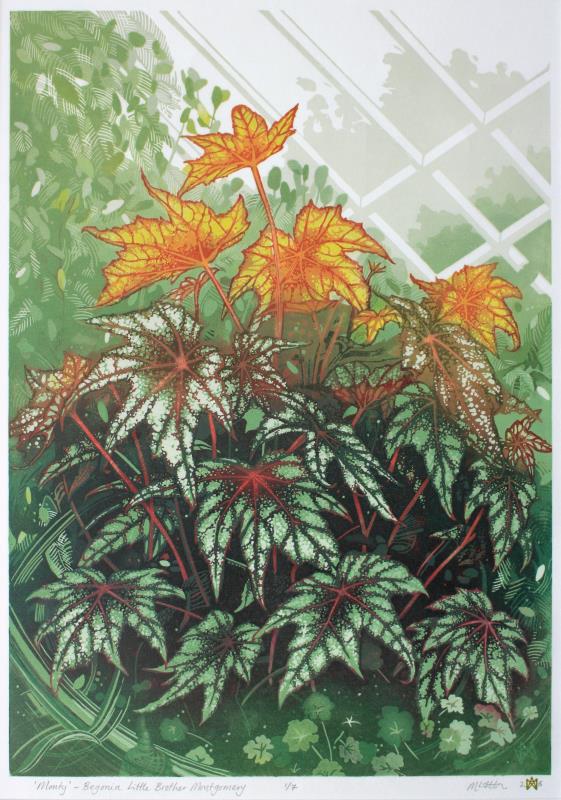 Monty - Begonia Little Brother Montgomery