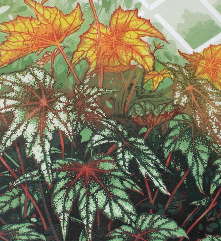 Monty - Begonia Little Brother Montgomery