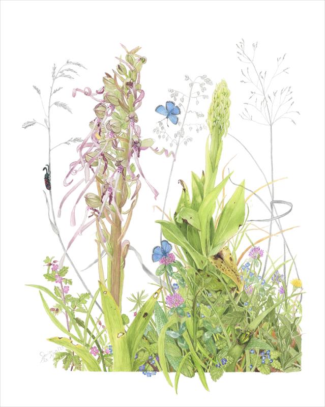 Himantoglossum hircinum