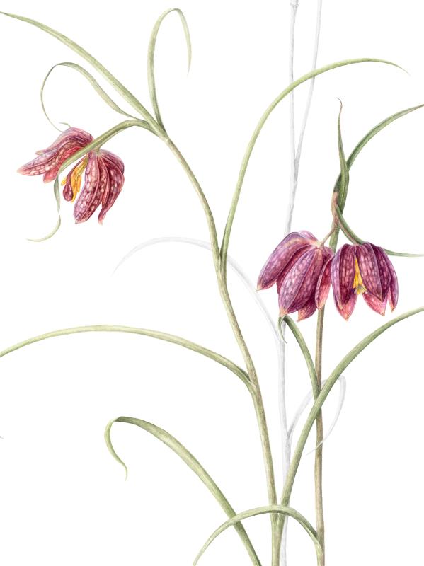 Fritillaria meleagris- Silence of Spring Meadows