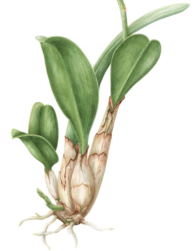 Rhyncattleanthe Burana Beauty