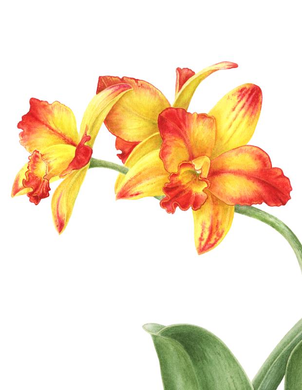 Rhyncattleanthe Burana Beauty