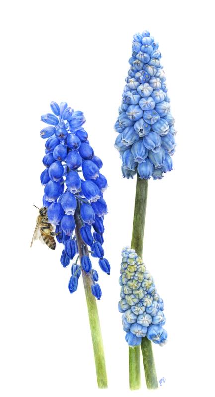 Spring Grape Hyacinth