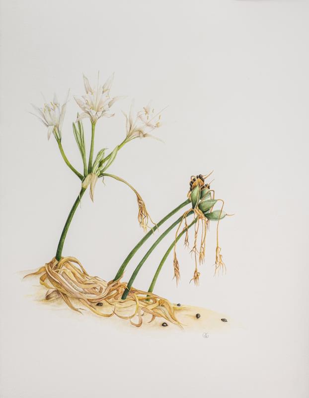 Pancratium maritimum: Resilience