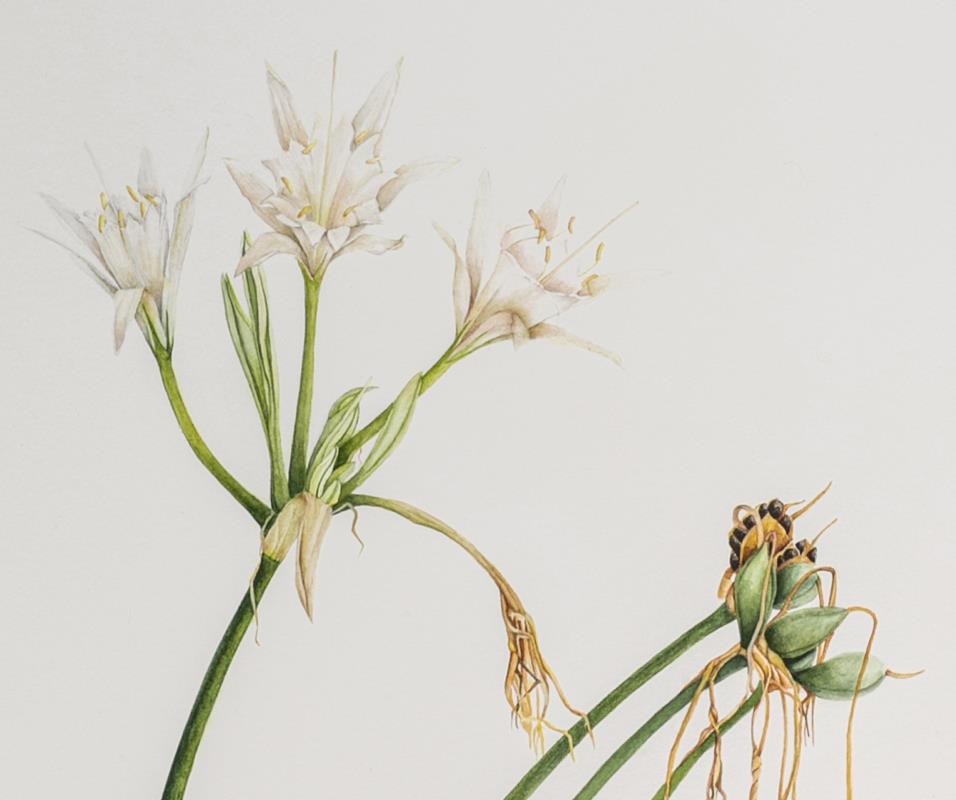 Pancratium maritimum: Resilience