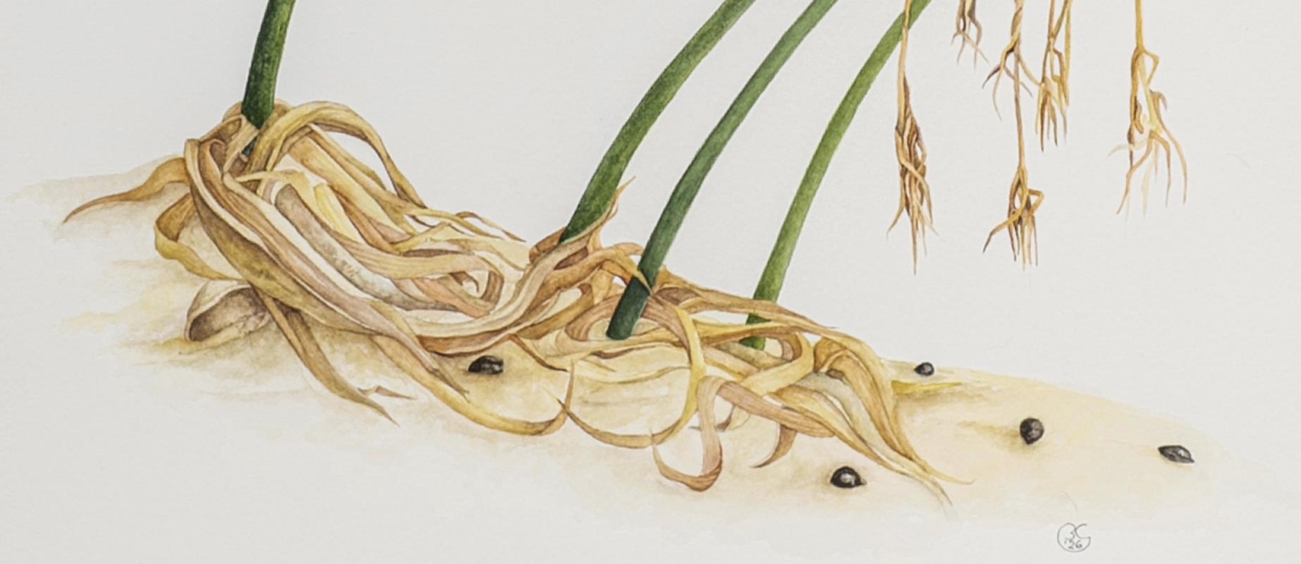 Pancratium maritimum: Resilience