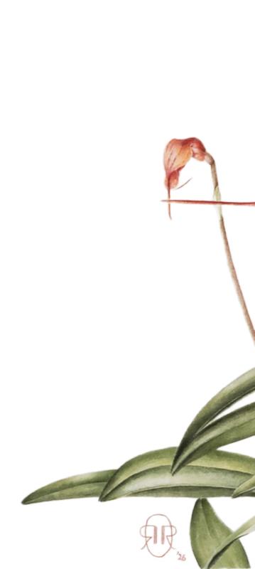 Masdevallia BellaVallia