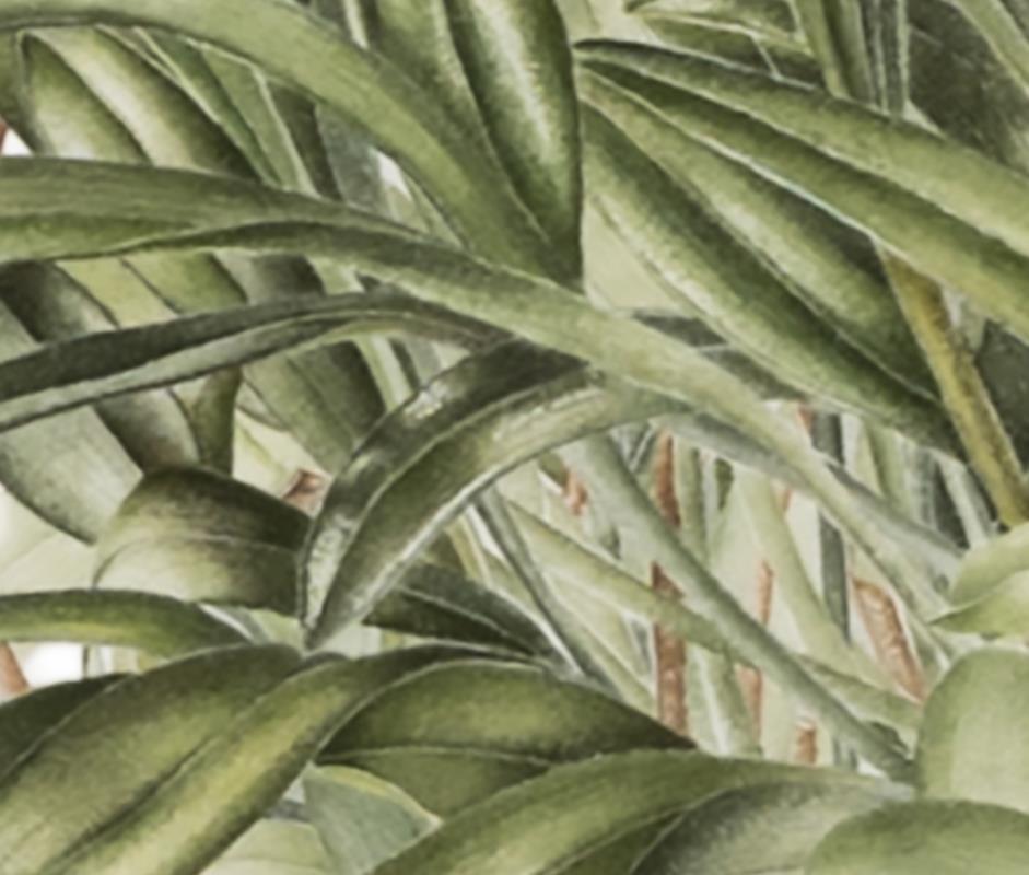 Masdevallia BellaVallia