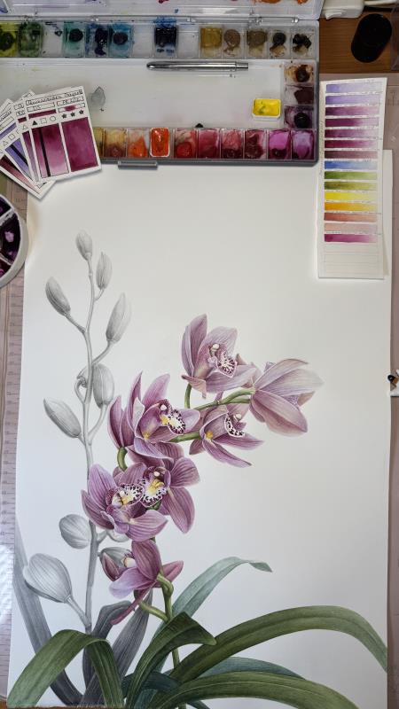 Cymbidium sp.