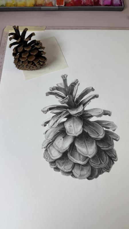 Pinus sp. - cone