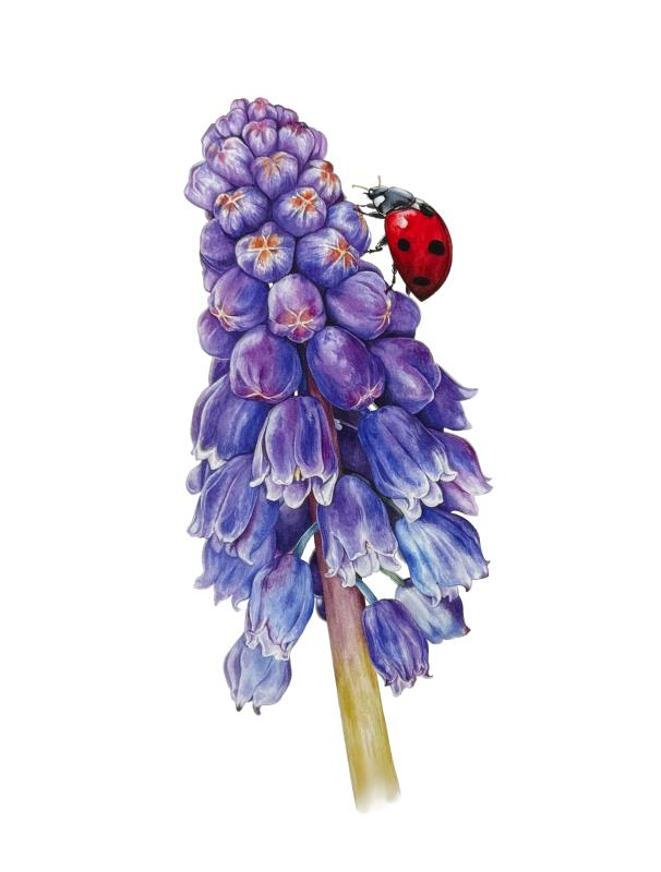Muscari
