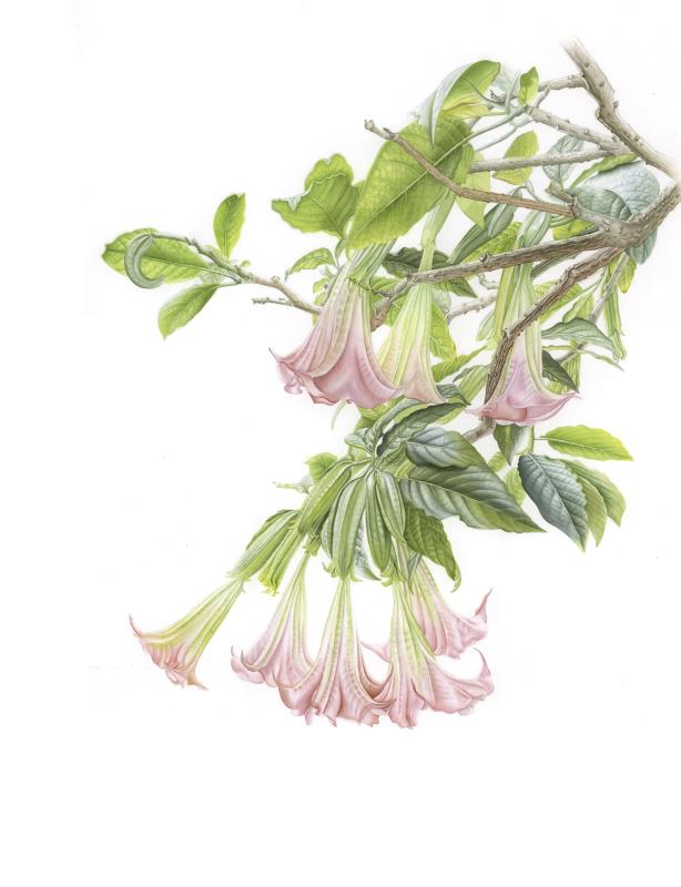 Brugmansia