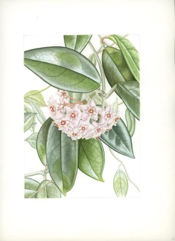 Hoya carnosa