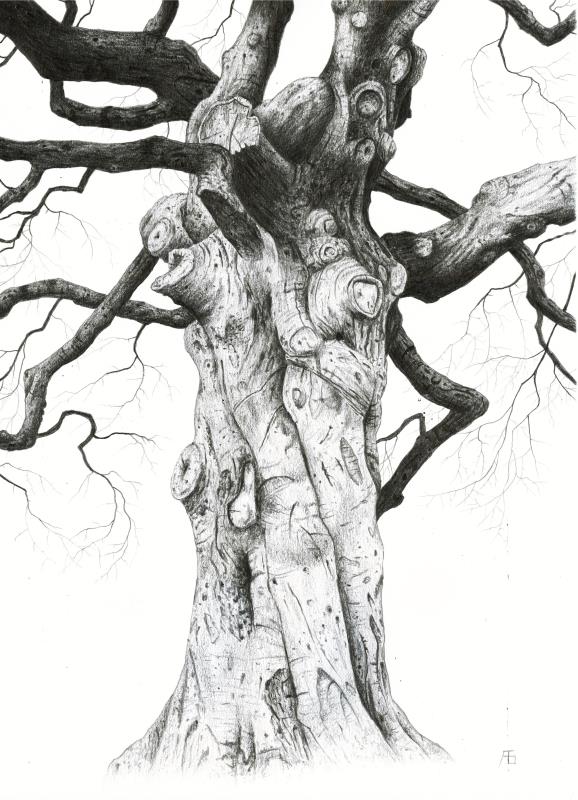 Gnarled beech