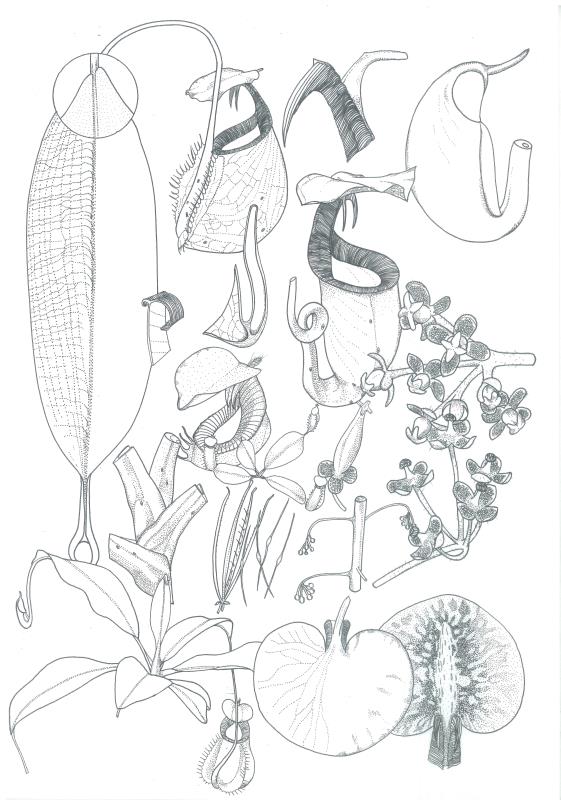 Nepenthes bicalcarata