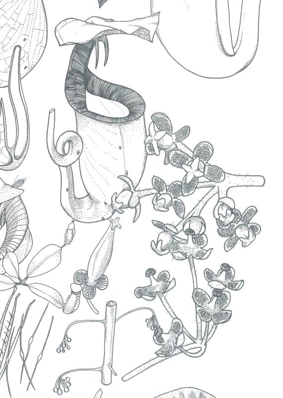 Nepenthes bicalcarata