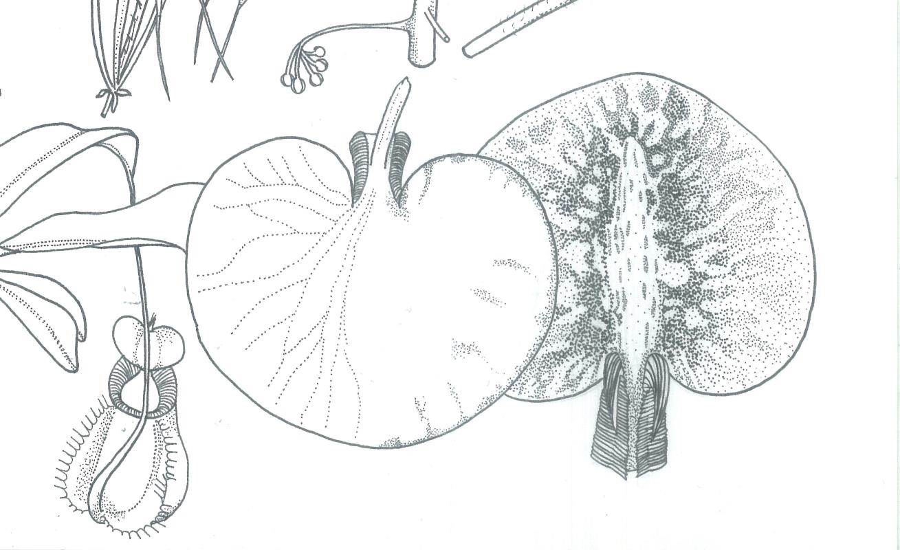 Nepenthes bicalcarata