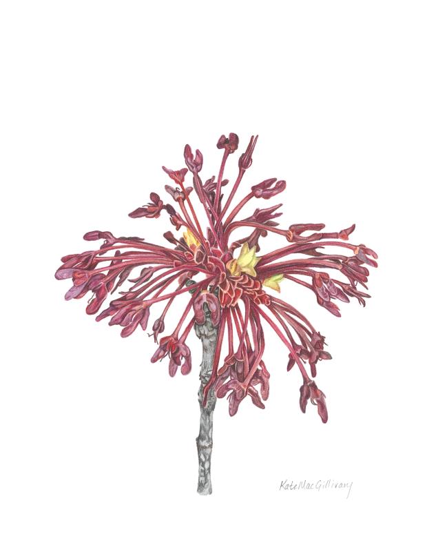 Acer Samaras