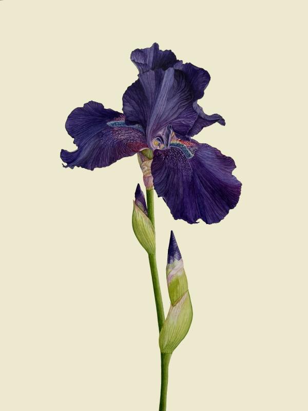 The elegant Bearded Iris