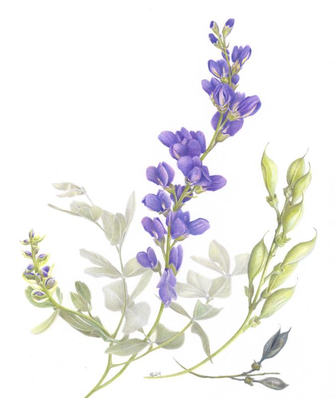 Blue False Indigo (Baptisia australis)