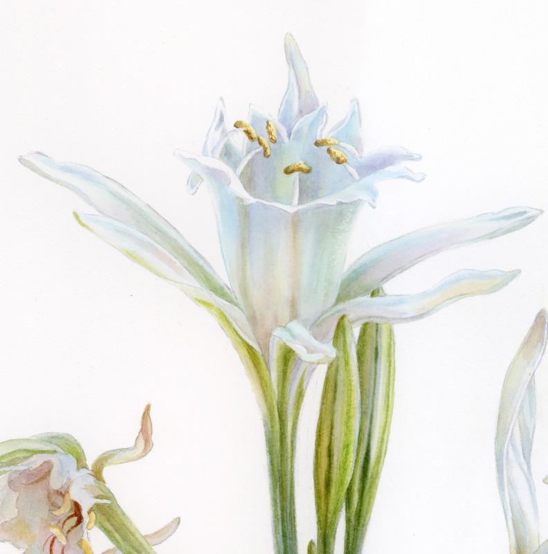 Sea Daffodil (Pancratium maritimum) 