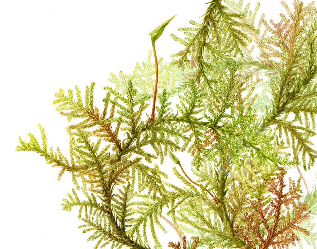 Thuidium cymbifolium