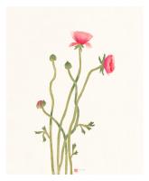 Summer Blooms