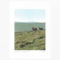 Wild Goats on Windy Gyle