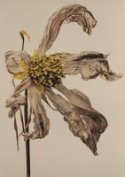 Wilted Cosmos