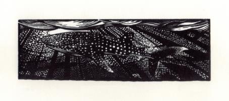 Whale Shark