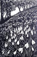Snowdrop Wood