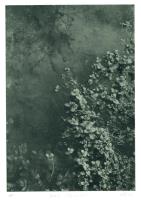 Water Starwort I