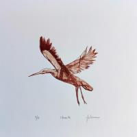 Stork