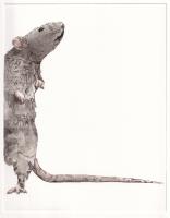 I smell a rat...