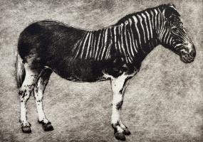 The Last Quagga, Extinct 1883