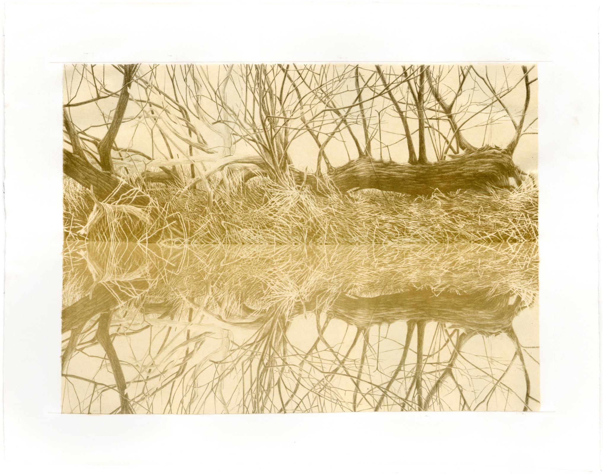 Rerooted (on Quidi Vidi Shore)