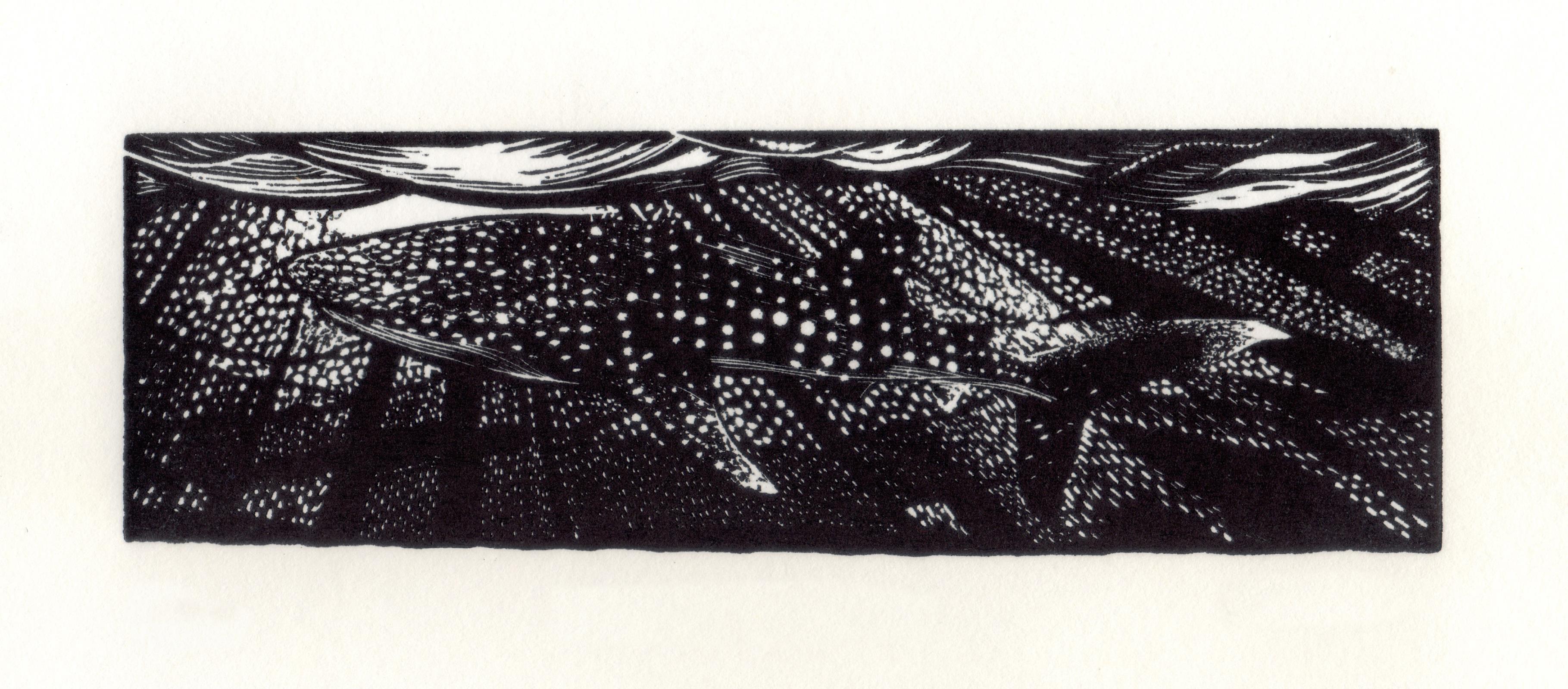 Whale Shark