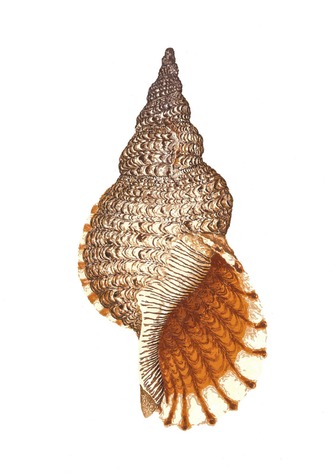 Charonia tritonis