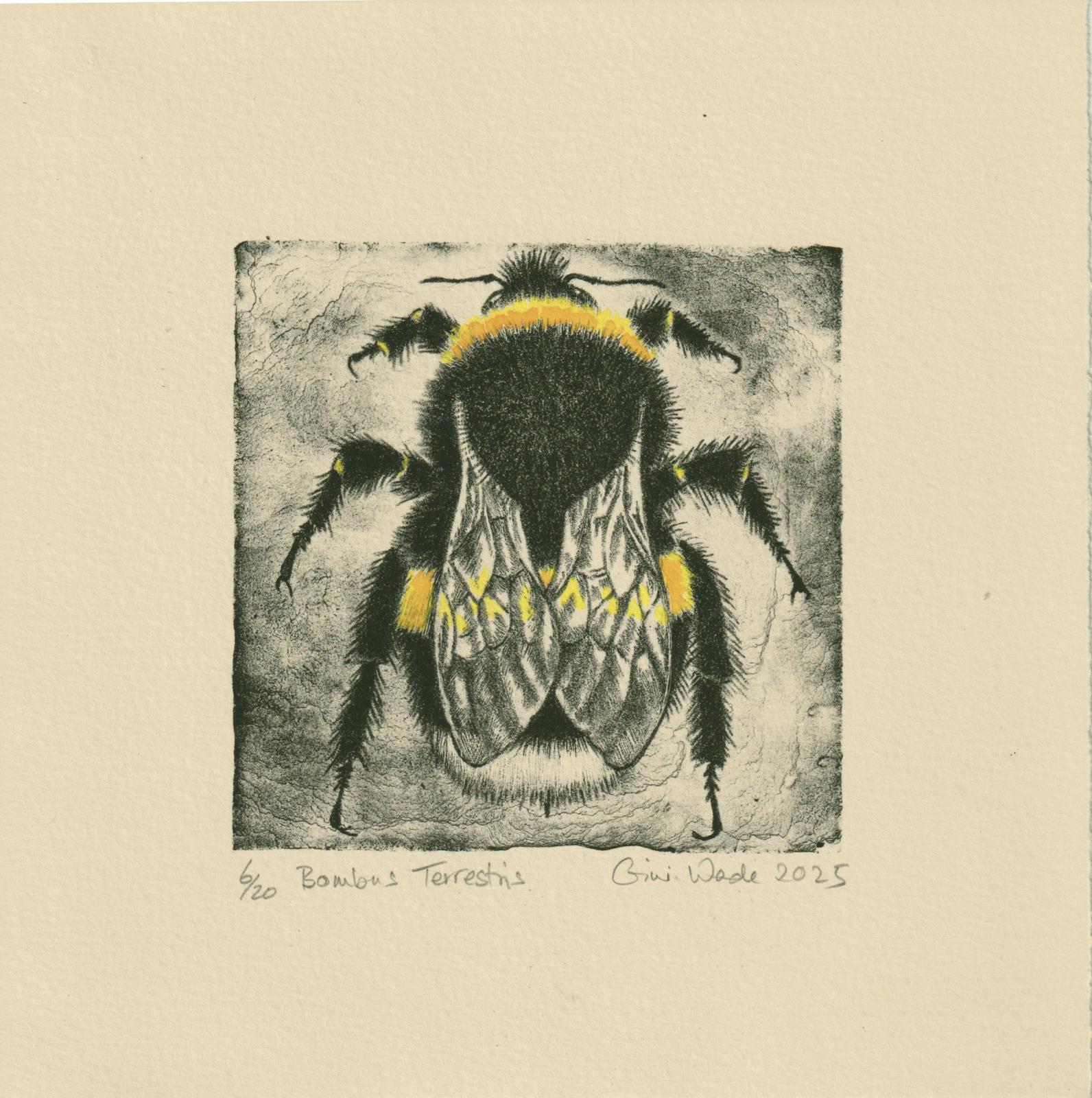 Bombus Terrestris