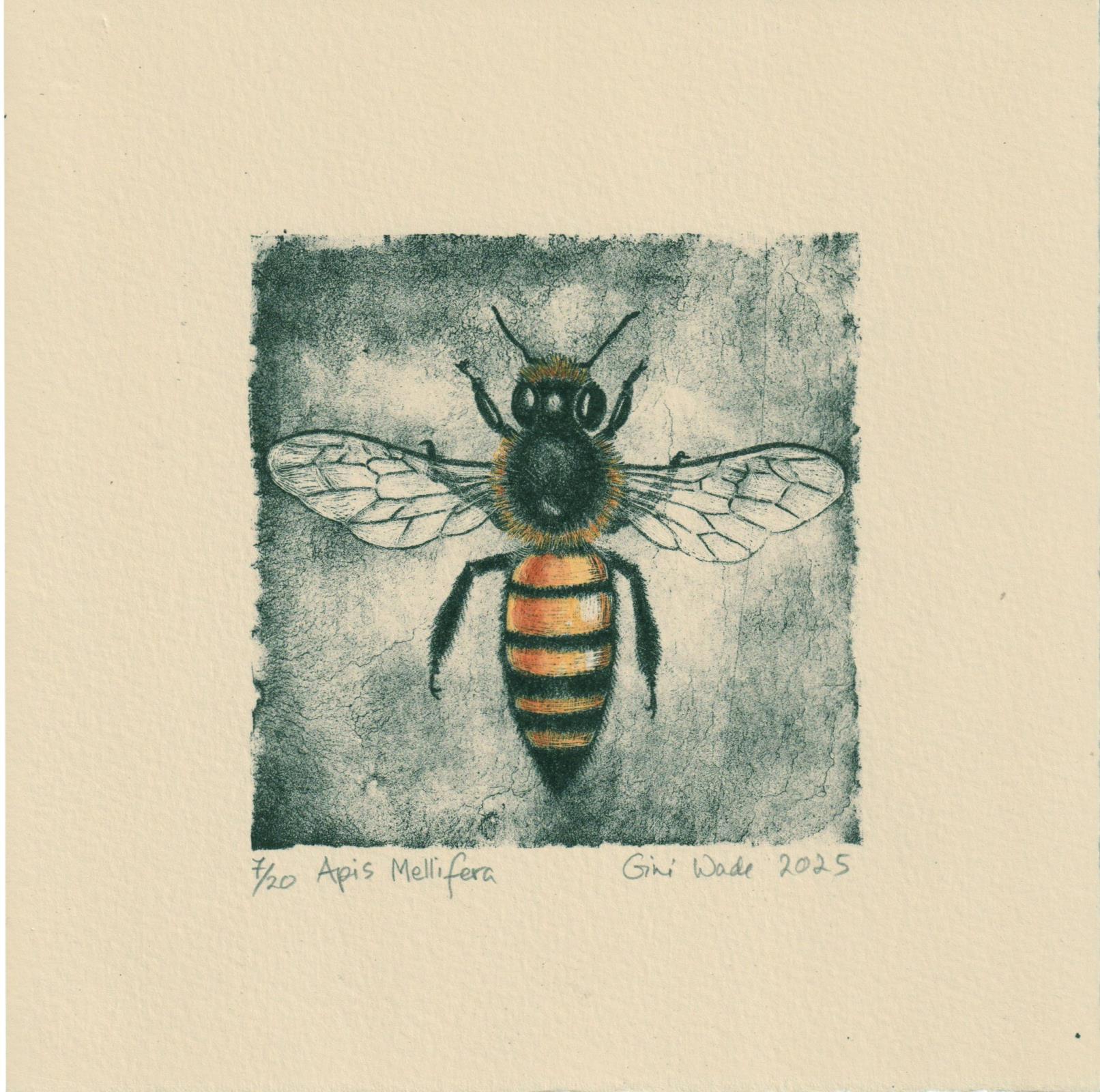 Apis Mellifera