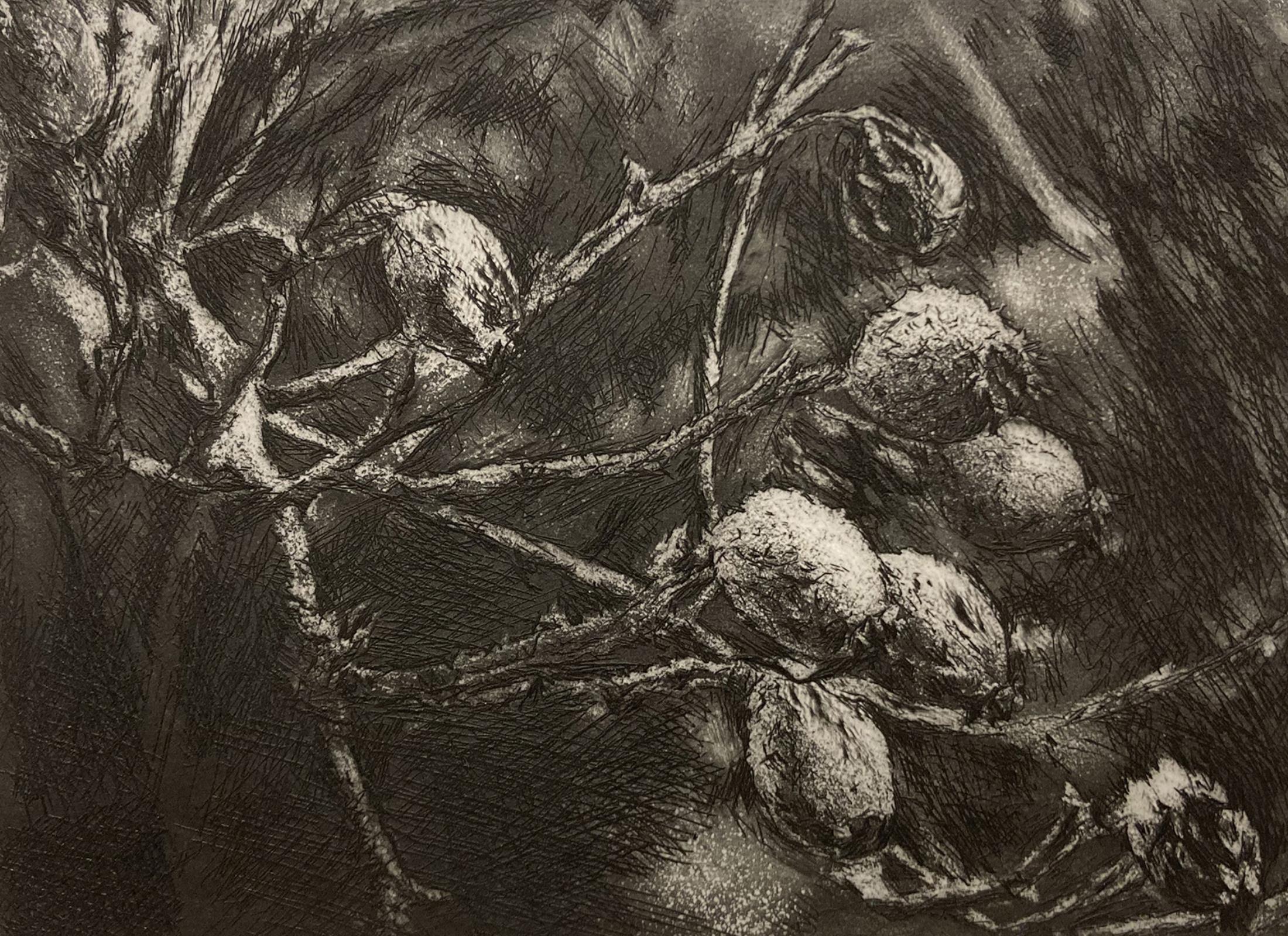 Rose Hips in the Frost.