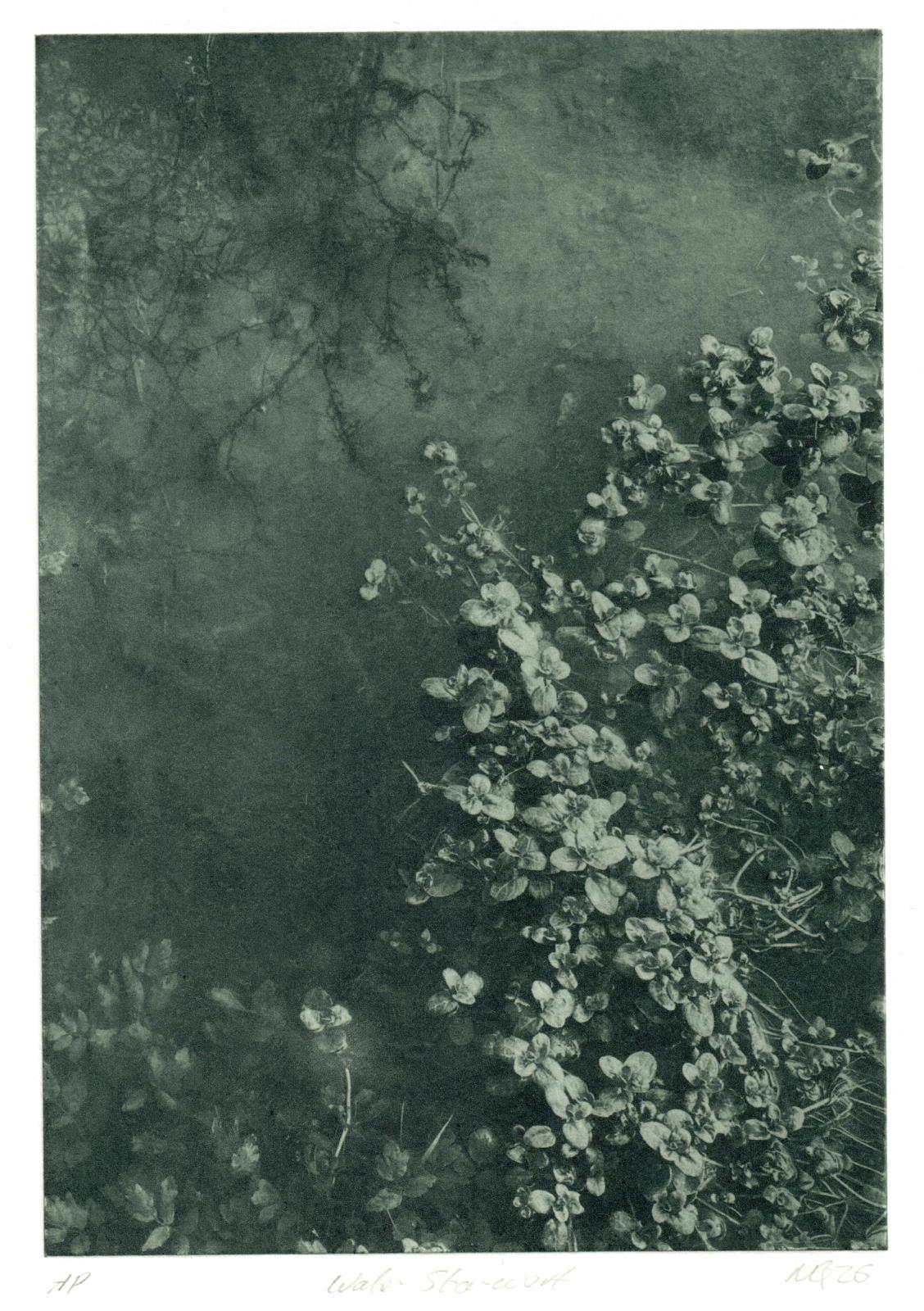 Water Starwort I