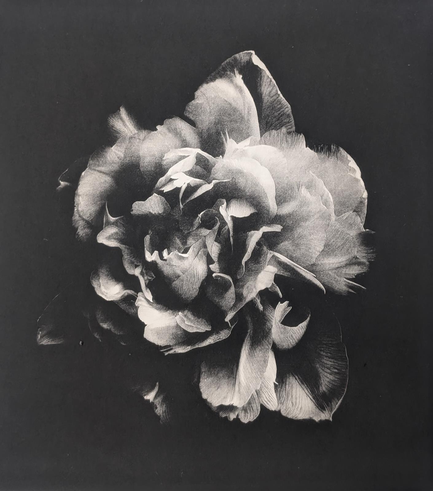 The Rose is Fair