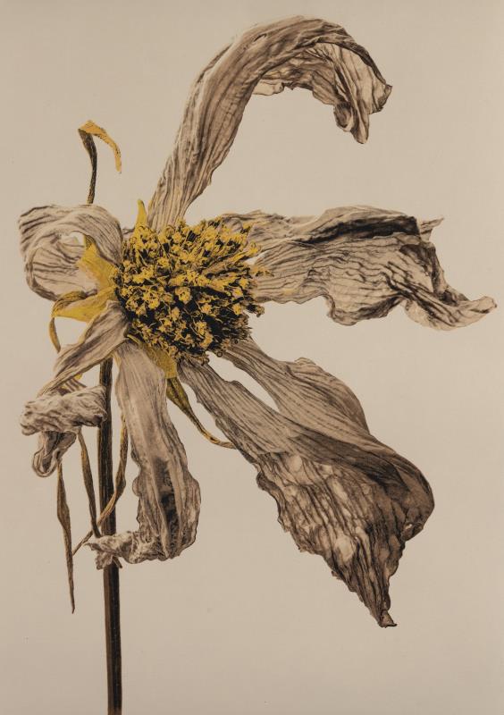 Wilted Cosmos