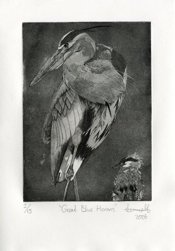 Great Blue Herons