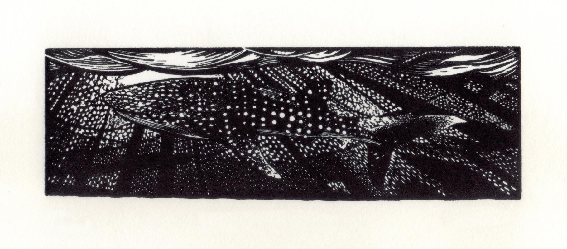 Whale Shark