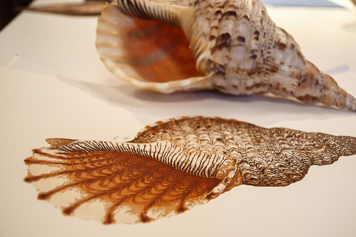 Charonia tritonis